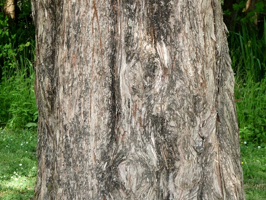 {Metasequoia glyptostroboides}